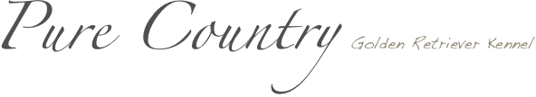 Pure Country Golden Retriever Kennel
